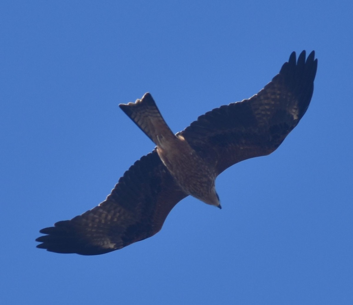Black Kite - ML643248834