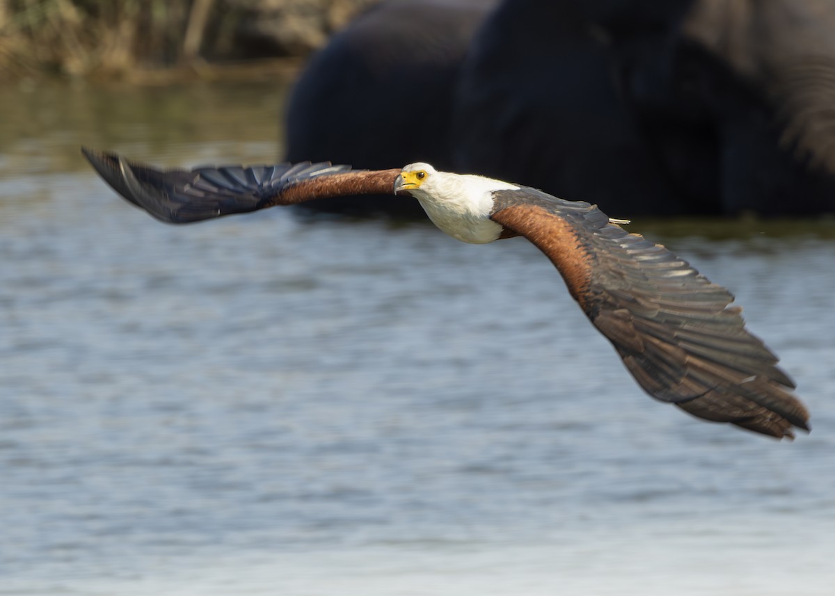 African Fish-Eagle - ML643248840