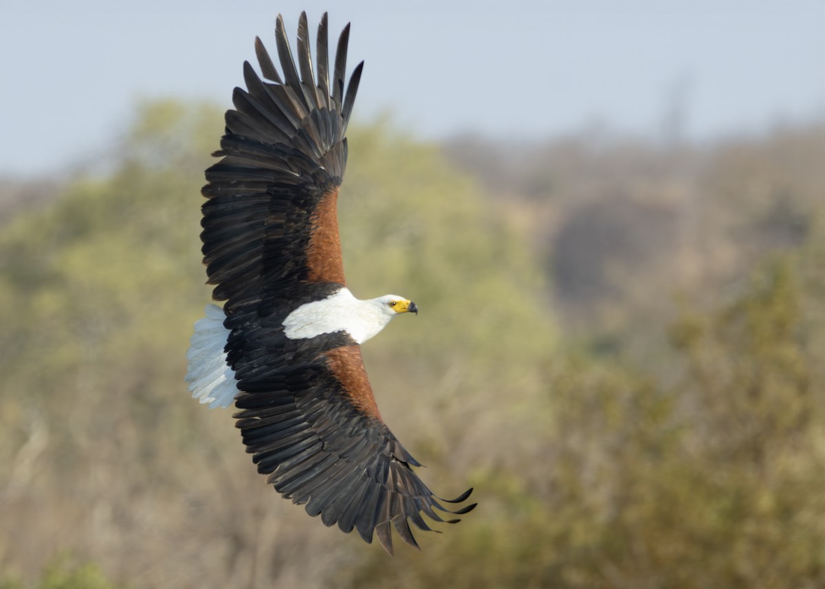 African Fish-Eagle - ML643248841