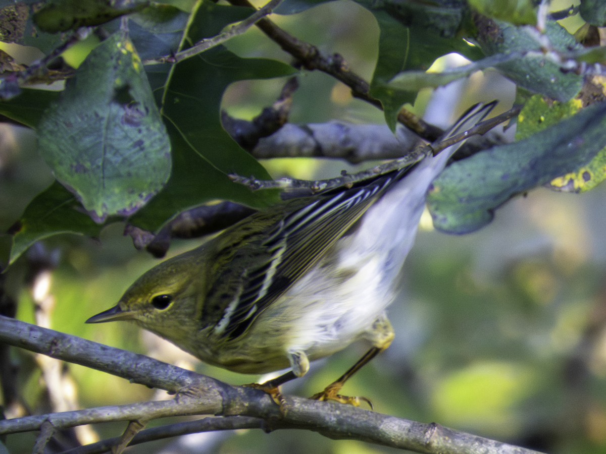 Blackpoll Warbler - ML643248852