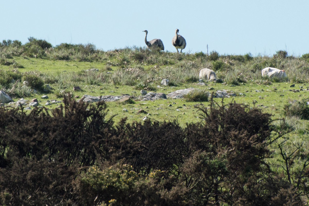 Greater Rhea - ML643248860