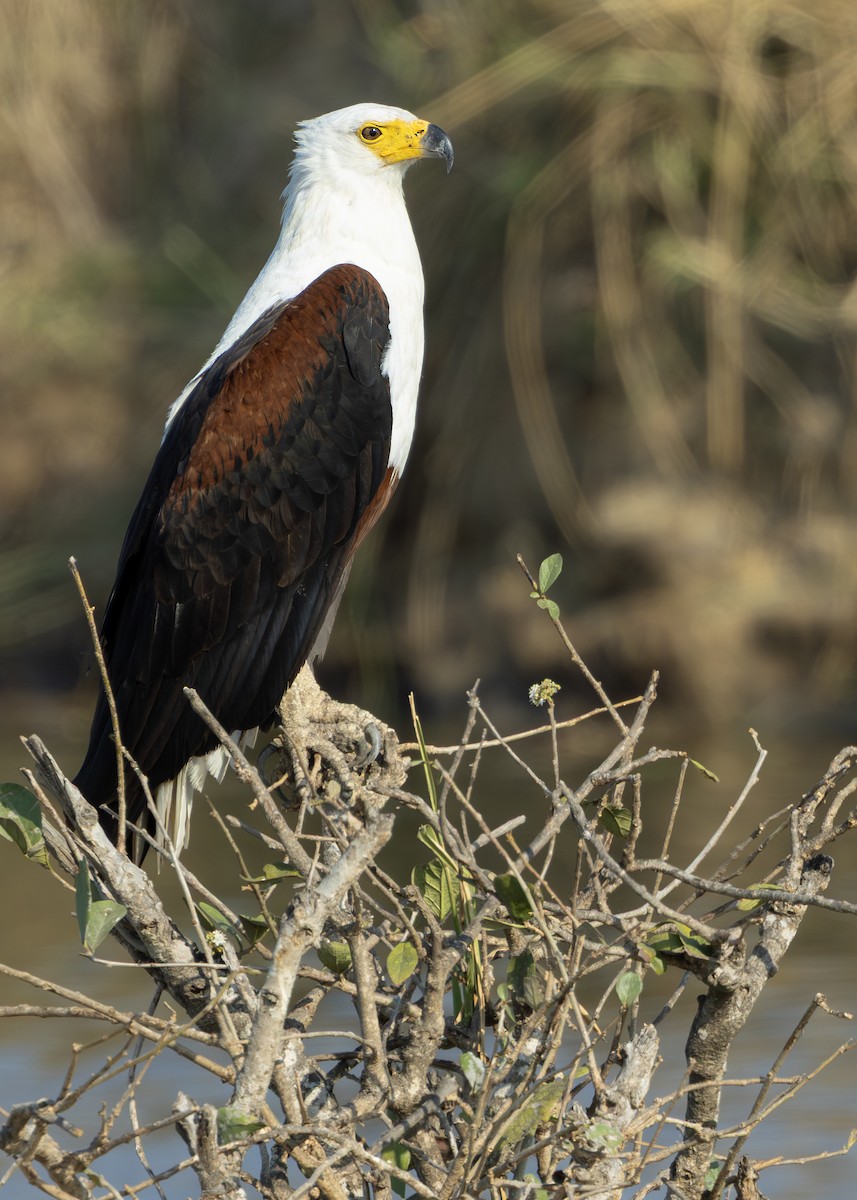 African Fish-Eagle - ML643248862