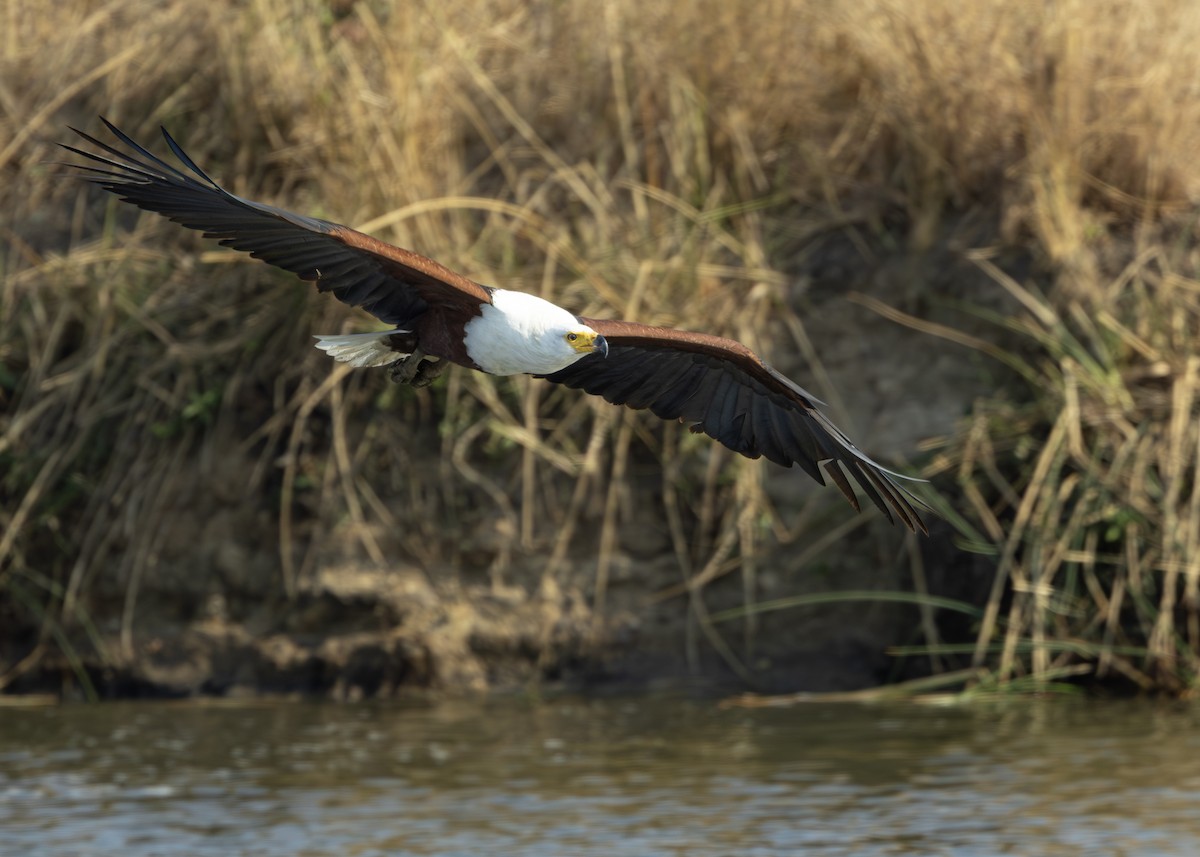 African Fish-Eagle - ML643248863
