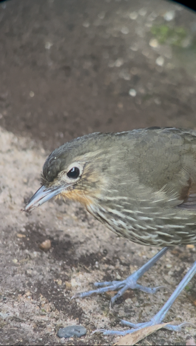 Santa Marta Antpitta - ML643248865