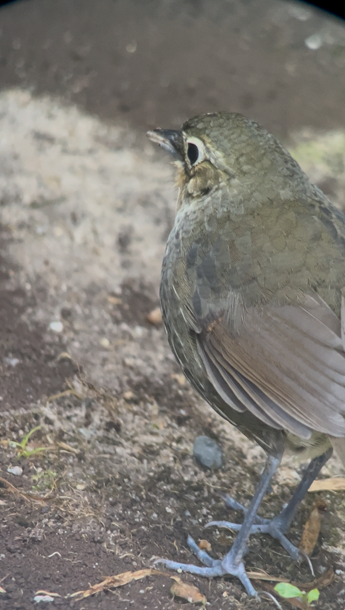 Santa Marta Antpitta - ML643248866