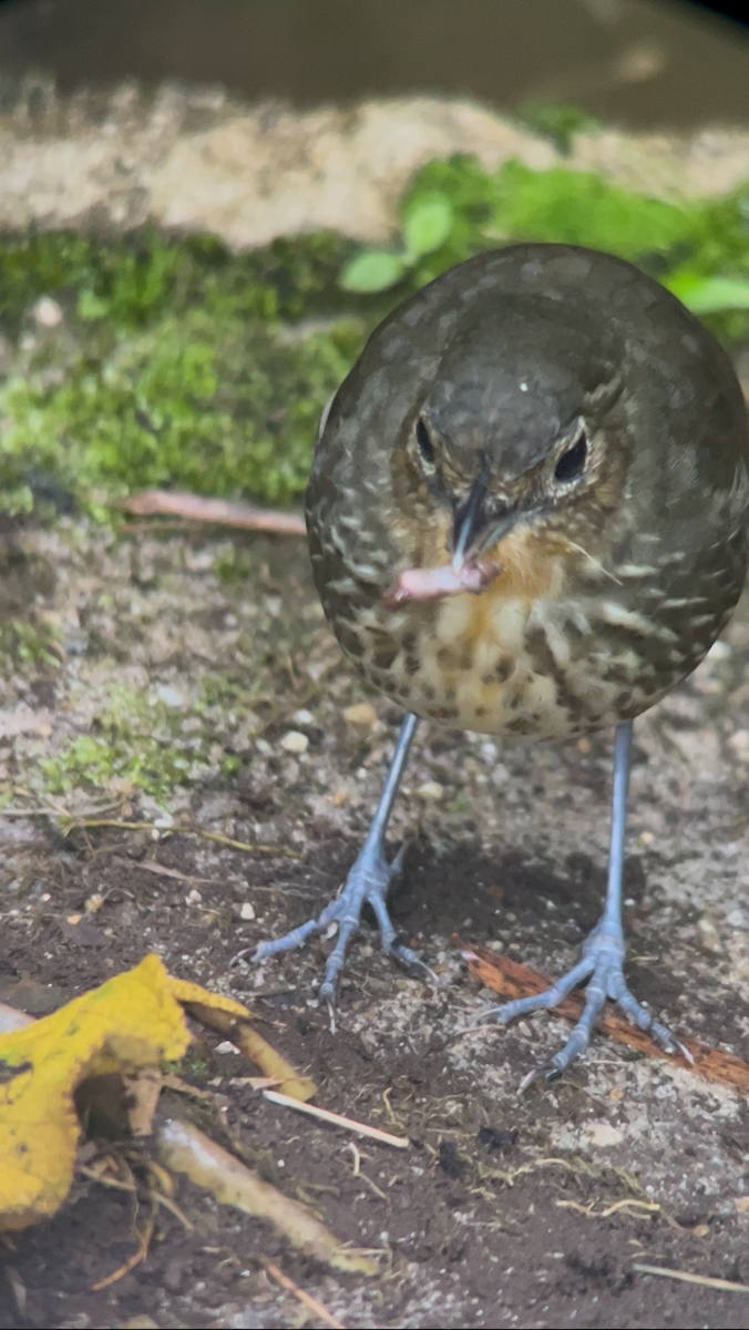 Santa Marta Antpitta - ML643248867