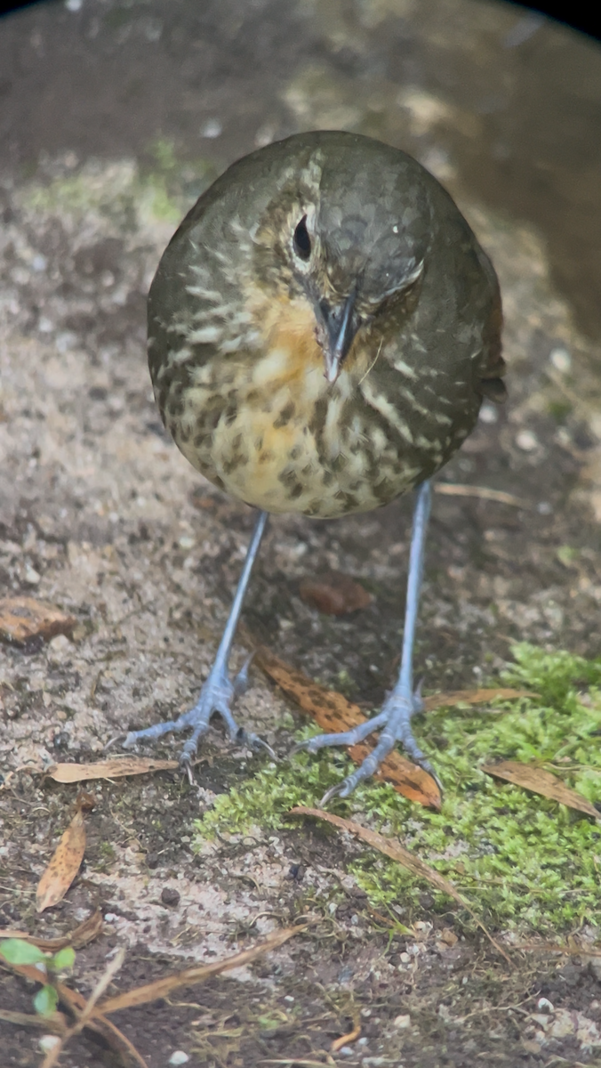 Santa Marta Antpitta - ML643248868