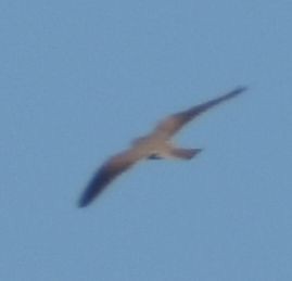 Eurasian Kestrel - ML643248870