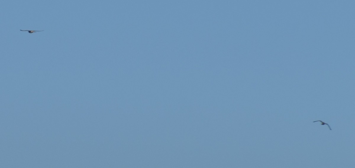 Eurasian Kestrel - ML643248876