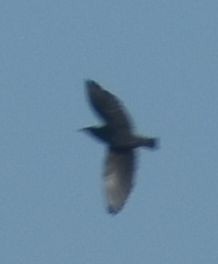Spotless Starling - ML643248890