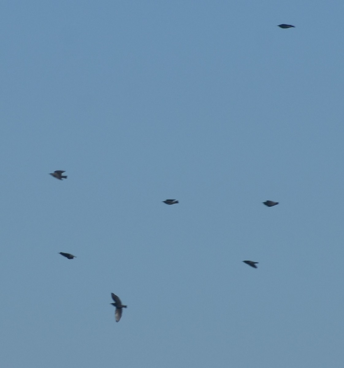 Spotless Starling - ML643248891