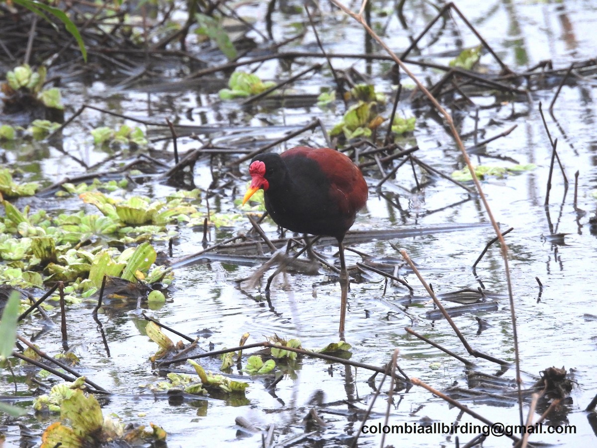 Wattled Jacana - ML643248895