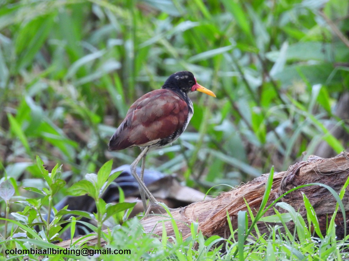 Wattled Jacana - ML643248907