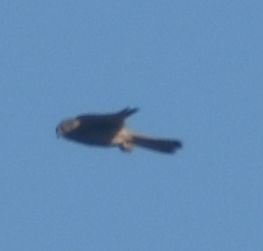 Eurasian Kestrel - ML643248920