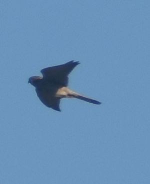 Eurasian Kestrel - ML643248921