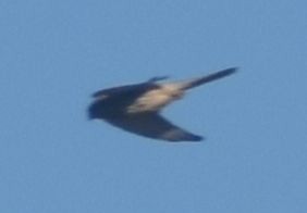 Eurasian Kestrel - ML643248922