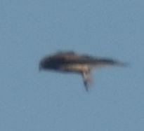 Eurasian Kestrel - ML643248923