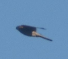 Eurasian Kestrel - ML643248924