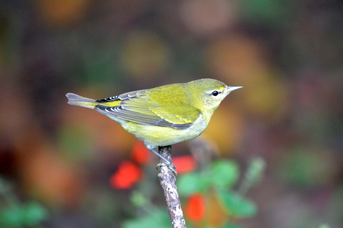 lesňáček olivový - ML643248932