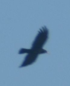 Red-billed Chough - ML643248955