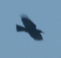 Red-billed Chough - ML643248956
