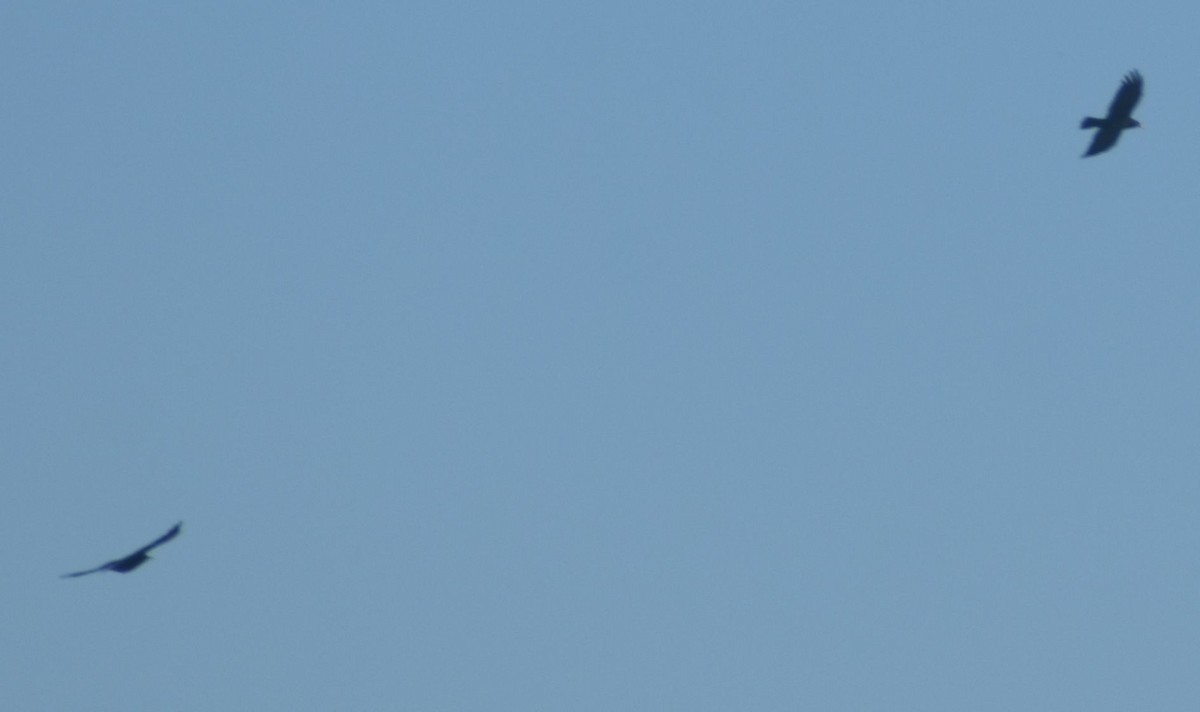 Red-billed Chough - ML643248957