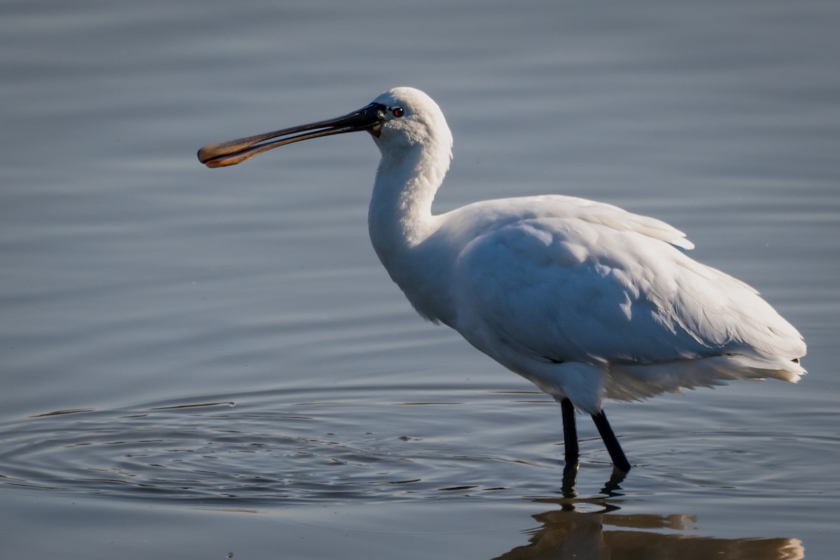 skjestork - ML643248962