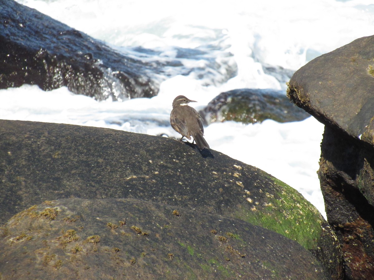 Seaside Cinclodes - ML643248963