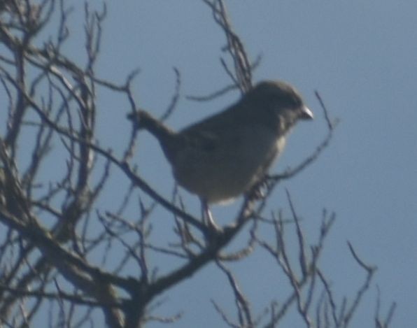 House Sparrow - ML643248978