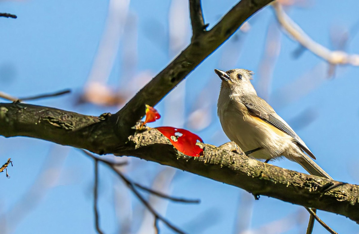 Mésange bicolore - ML643248992