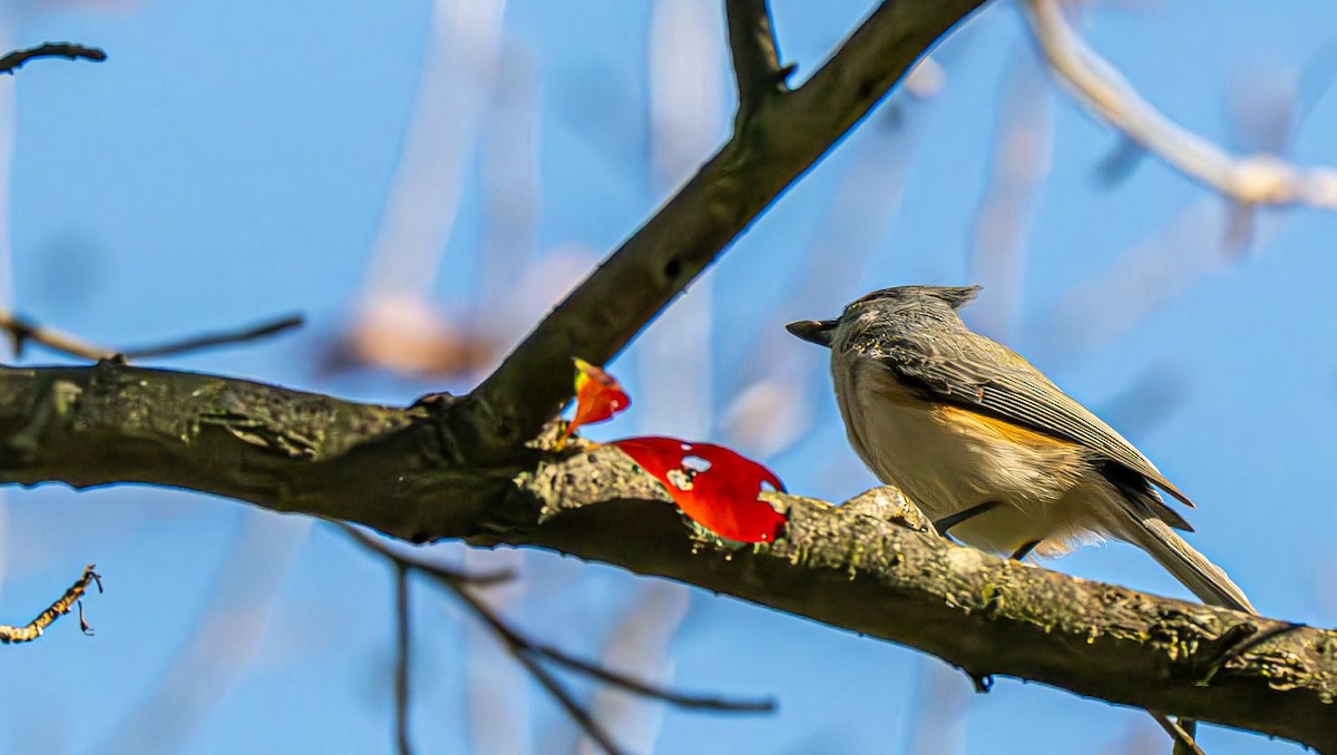 Mésange bicolore - ML643248993