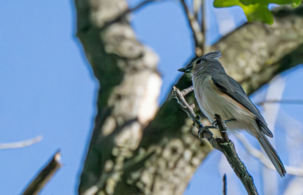 Mésange bicolore - ML643248994
