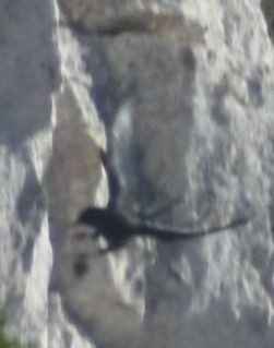 Red-billed Chough - ML643249006