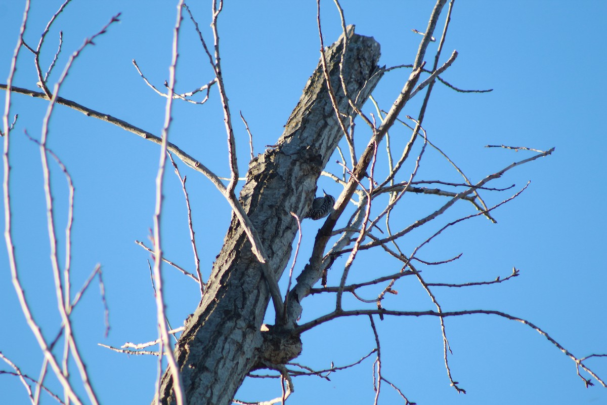 Striped Woodpecker - ML643249008