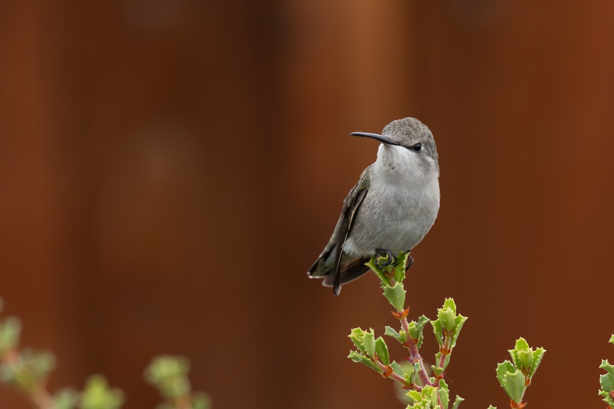 Anna's x Costa's Hummingbird (hybrid) - ML643249017