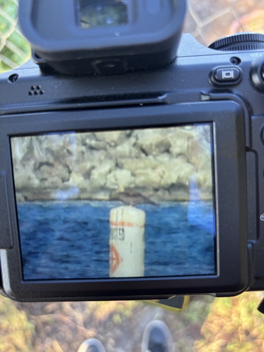 Red-footed Booby - ML643249025