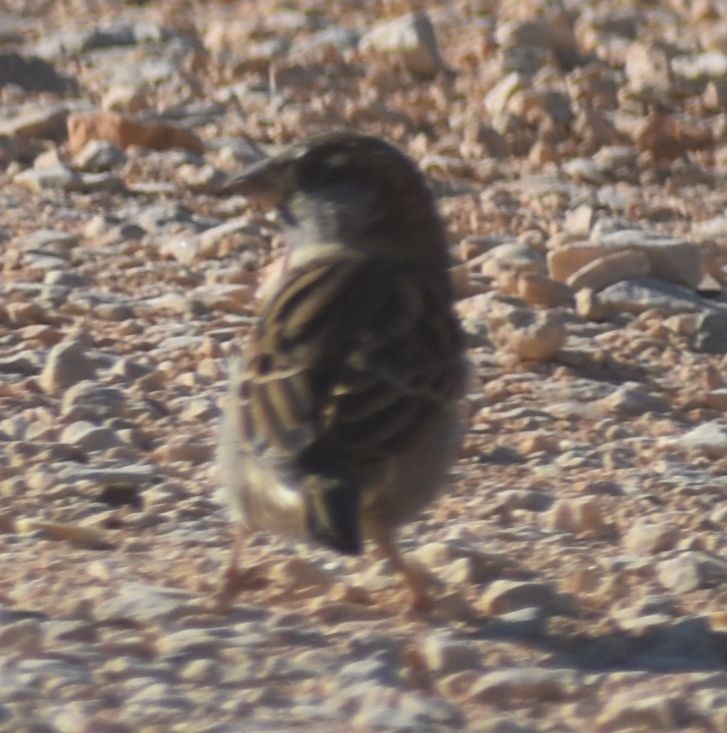 House Sparrow - ML643249030