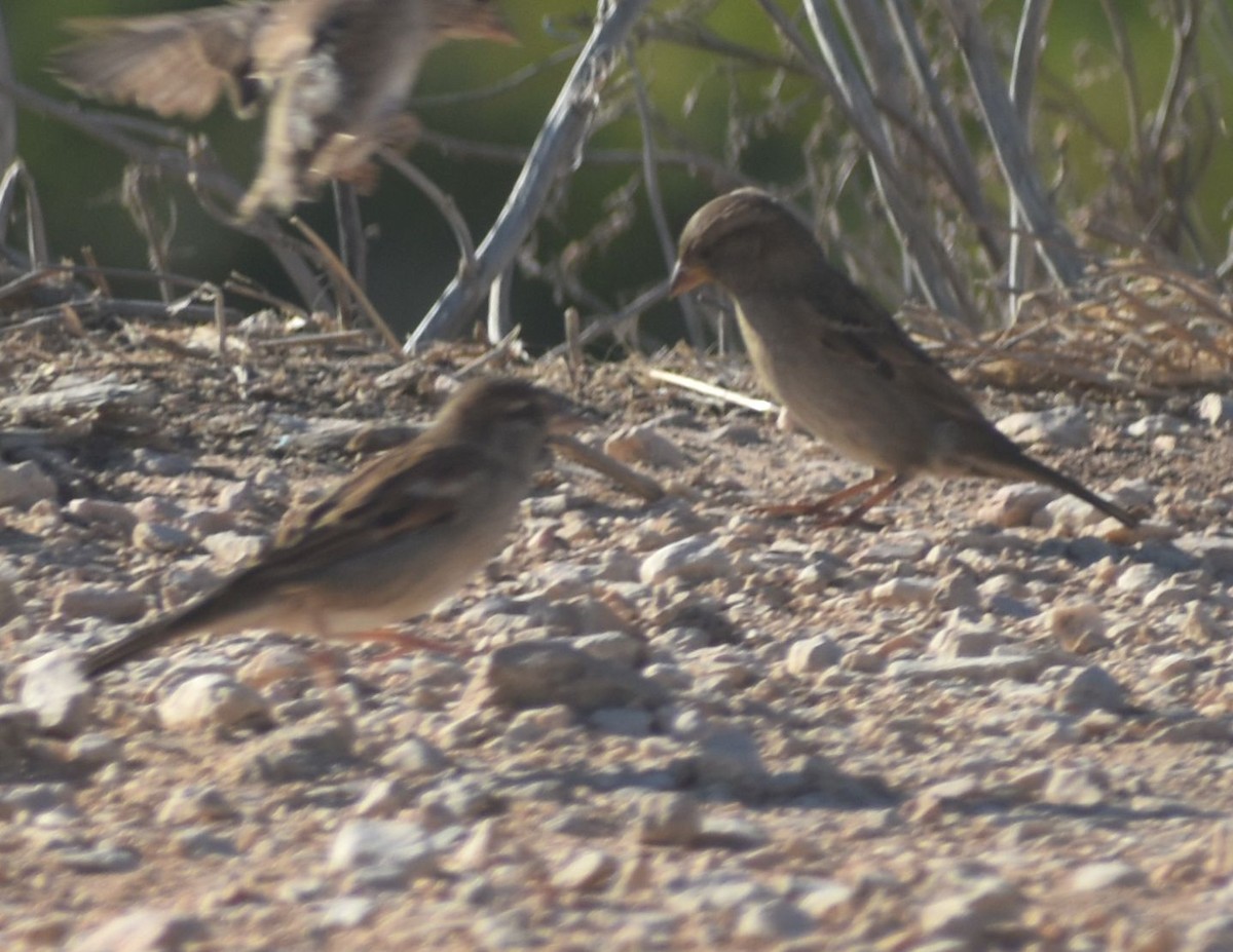 House Sparrow - ML643249031