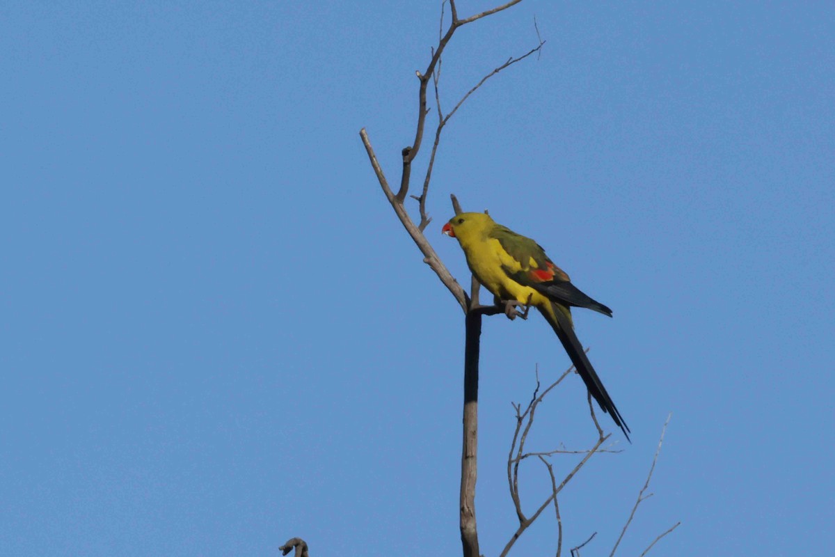 Regent Parrot - ML643249038
