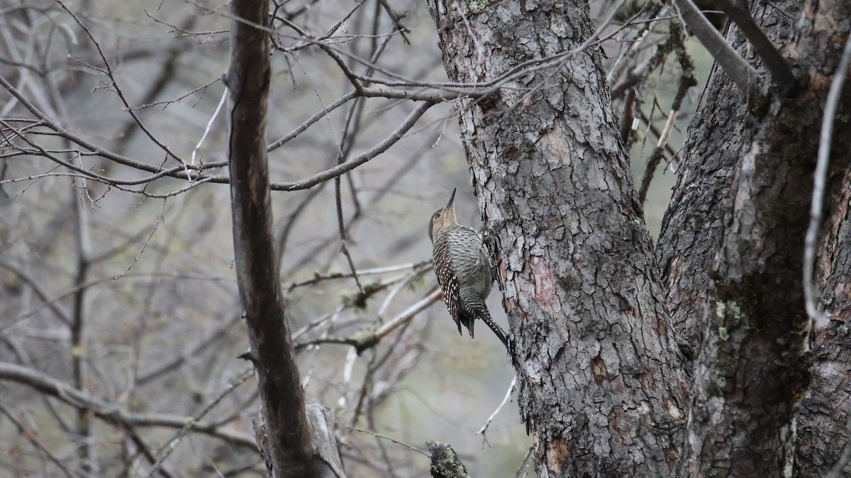Chilean Flicker - ML643249044