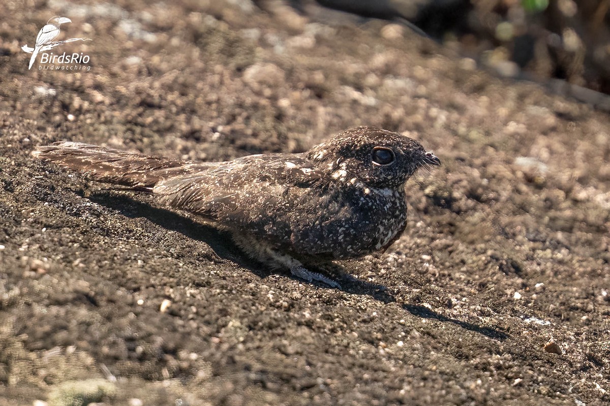 Pygmy Nightjar - ML643249050