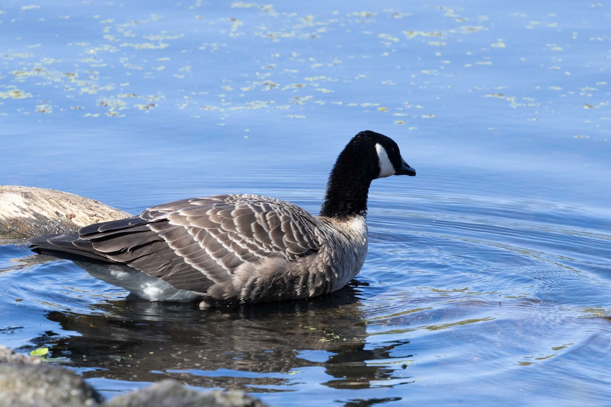 Cackling Goose - ML643249058