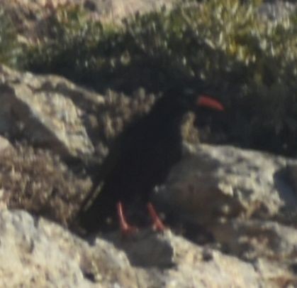 Red-billed Chough - ML643249062