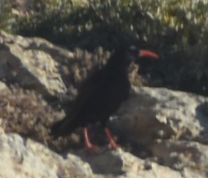 Red-billed Chough - ML643249063