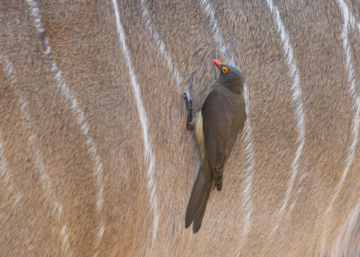 Red-billed Oxpecker - ML643249072