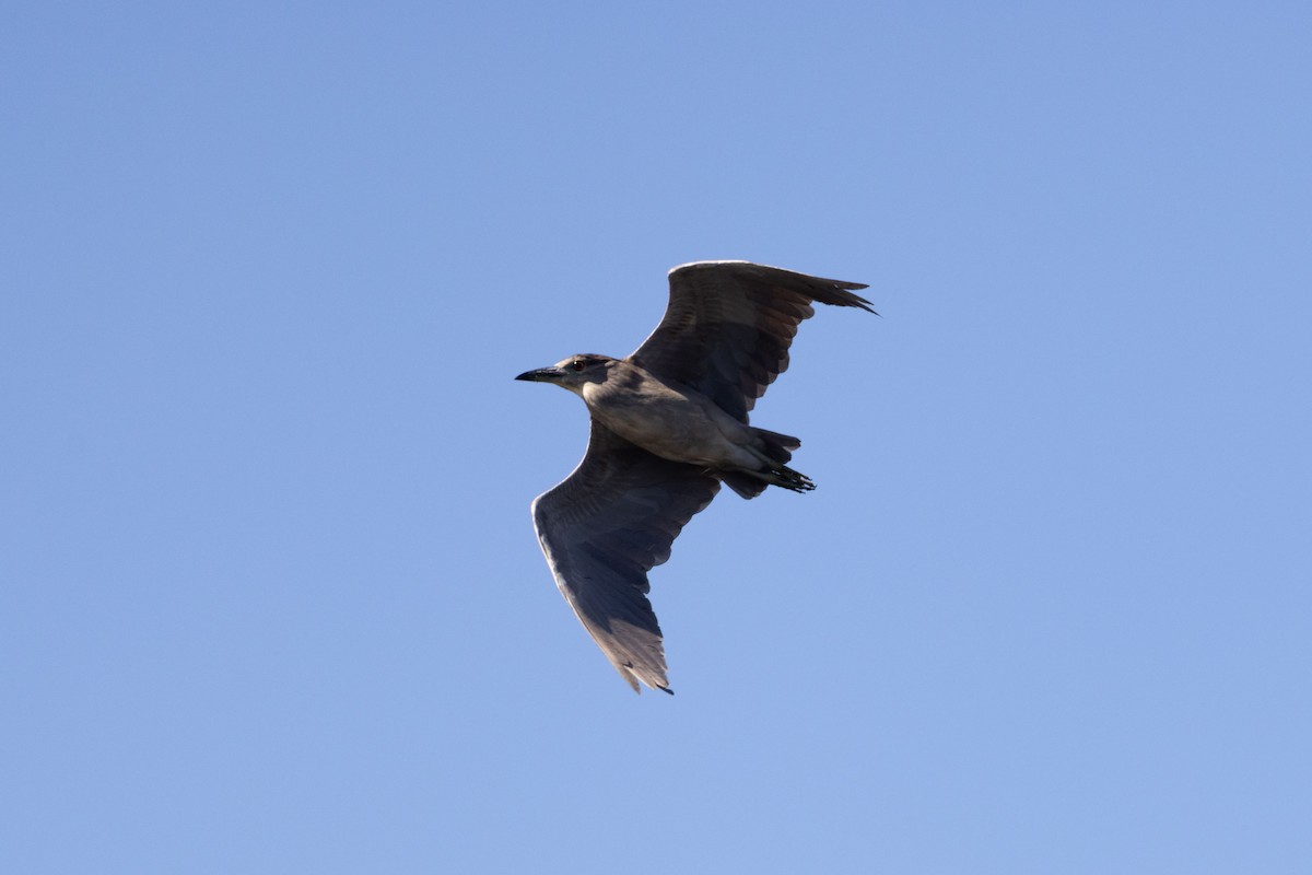 Black-crowned Night Heron - ML643249077