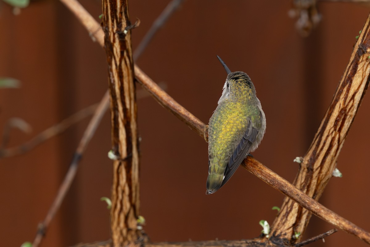 Anna's x Costa's Hummingbird (hybrid) - ML643249097