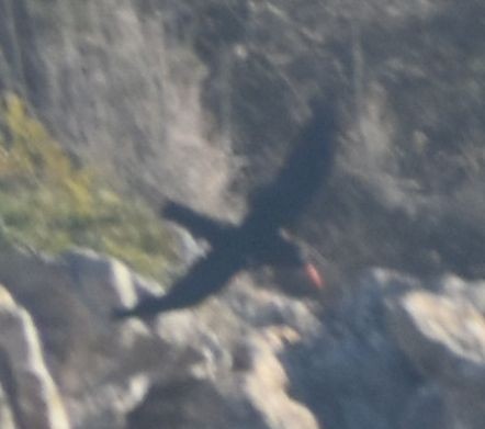 Red-billed Chough - ML643249100