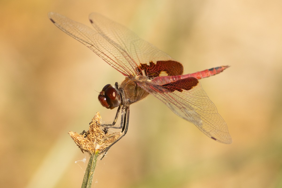 Red Saddlebags - ML643249104
