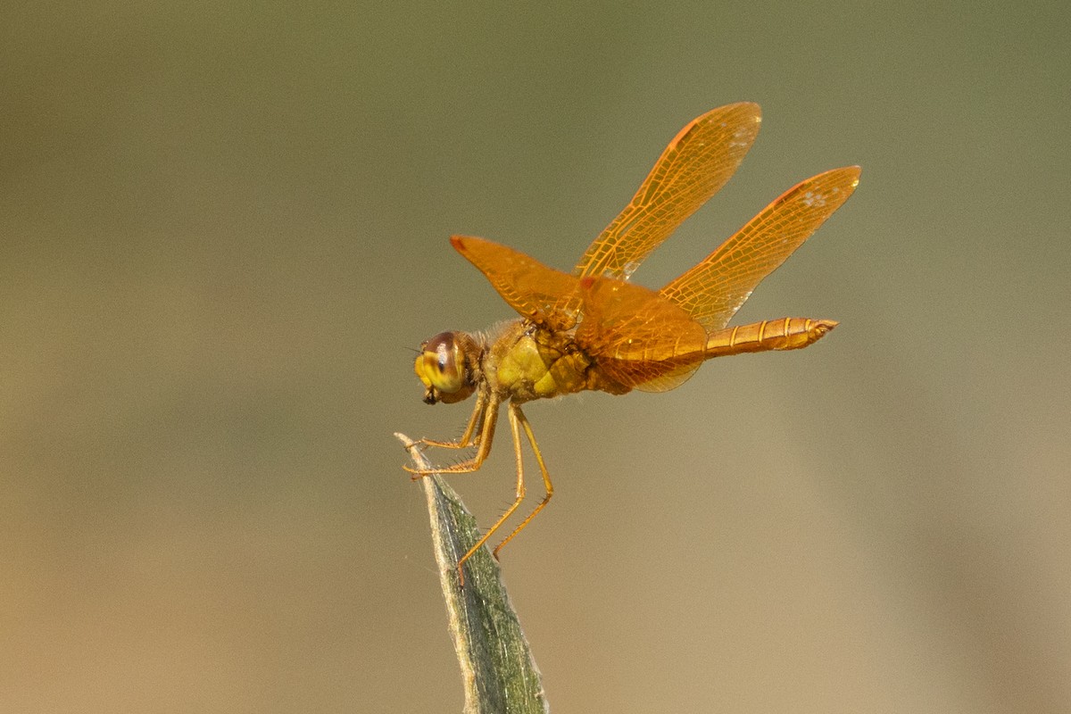 Mexican Amberwing - ML643249105